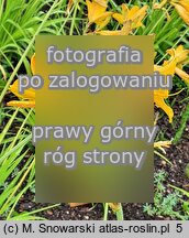 Hemerocallis flava (liliowiec żółty)