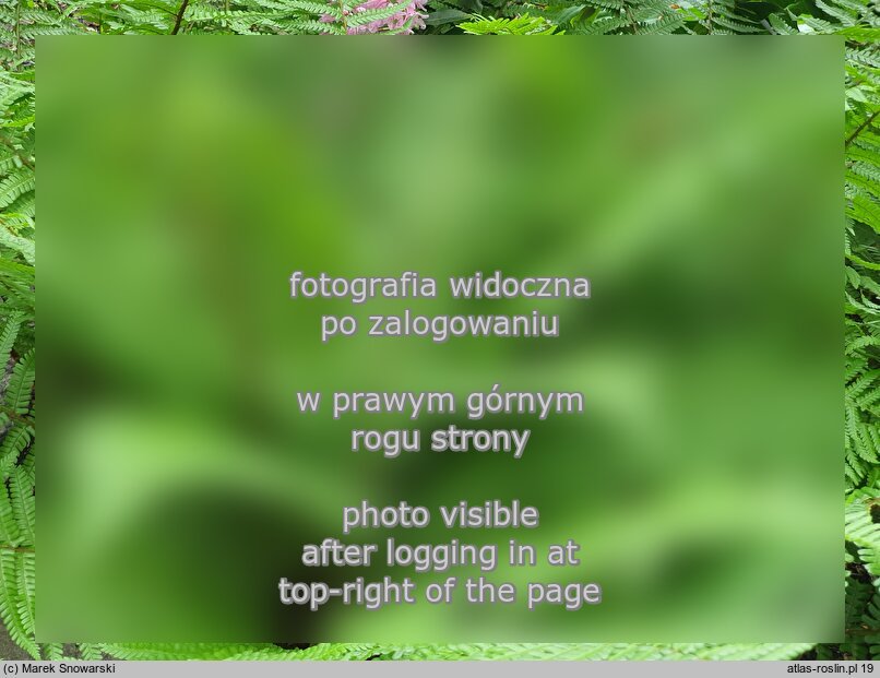 Dryopteris cycadina (nerecznica sagowcowa)