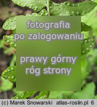 Woodsia intermedia Ã— polystichoides