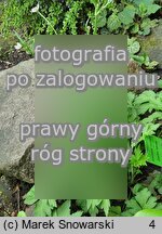 Eriocapitella rivularis (zawilec łąkowy)