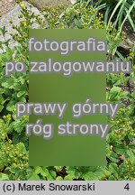 Potentilla montenegrina (pięciornik czarnogórski)