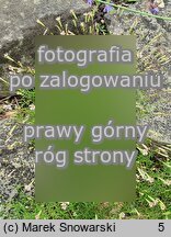 Silene saxifraga (lepnica skalnicowata)