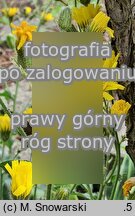 Hieracium alatum (jastrzębiec oskrzydlony)