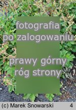 Waldsteinia fragarioides (pragnia poziomkowata)