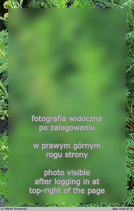 Artemisia rupestris (bylica naskalna)