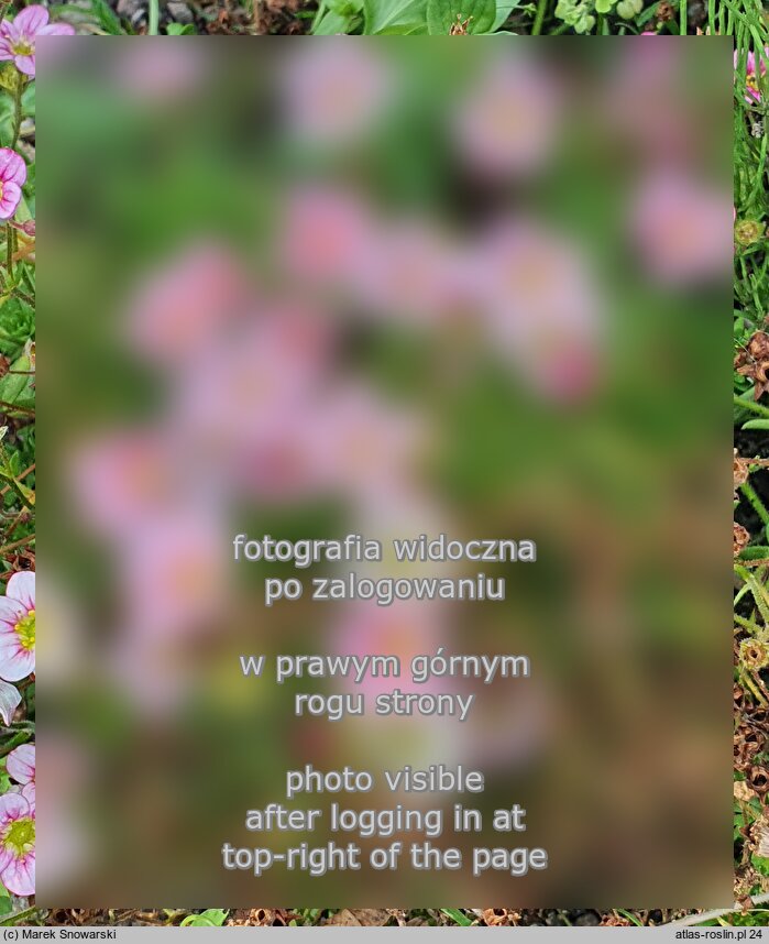 Saxifraga ×arendsii Rosenzwerg