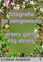 Saxifraga ×arendsii Rosenzwerg