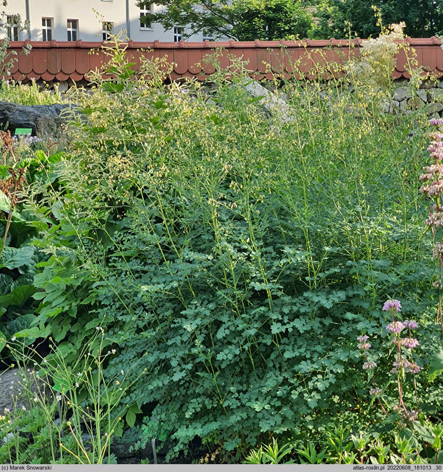 Thalictrum petaloideum