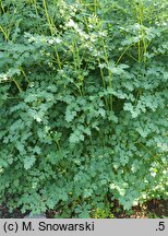 Thalictrum petaloideum