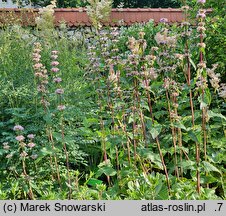 Phlomis tuberosa (żeleźniak bulwiasty)