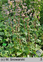 Phlomis tuberosa (żeleźniak bulwiasty)