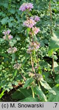 Phlomis tuberosa (żeleźniak bulwiasty)