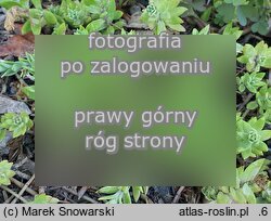 Sedum sarmentosum (rozchodnik rozłogowy)