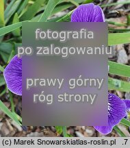 Iris Zawisza Czarny