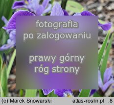 Iris Zawisza Czarny