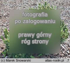 Pinus nigra Syców