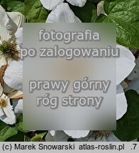 Clematis Jerzy Popiełuszko