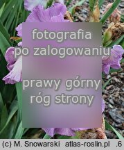 Iris Różowy Poranek