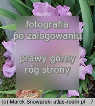 Iris Różowy Poranek