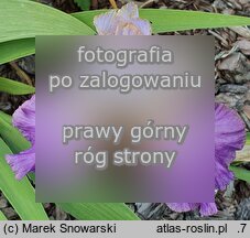 Iris Wrzosowa Odyseja