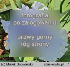 Iris Falujące Jezioro