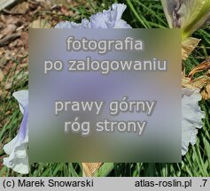 Iris Falujące Jezioro