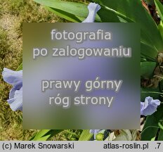 Iris Błękitne Niebo