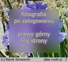 Iris Intermarium