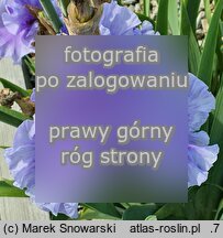 Iris Intermarium