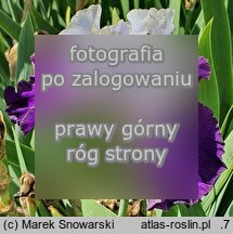 Iris Wichry Namiętności