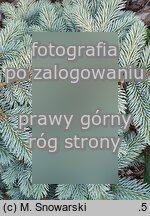 Picea pungens Białobok