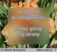 Iris Słowianin