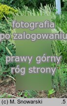 Koeleria glauca (strzęplica sina)