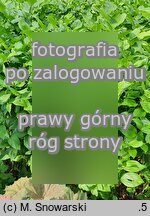 Disporum uniflorum (parnik jednokwiatowy)