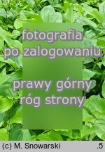 Disporum uniflorum (parnik jednokwiatowy)