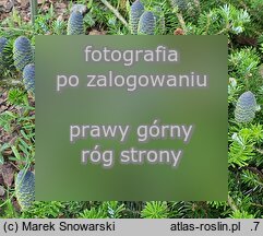 Abies koreana Wojslaw