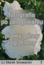 Paeonia lactiflora Kelway's Glorious