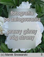 Paeonia lactiflora Shirley