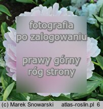 Paeonia lactiflora Pillow Talk