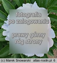 Paeonia lactiflora Baroness Schroder