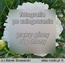 Paeonia lactiflora Cornelia Shaylor
