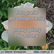Paeonia lactiflora Ewelina