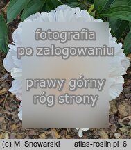 Paeonia lactiflora Gene Wild