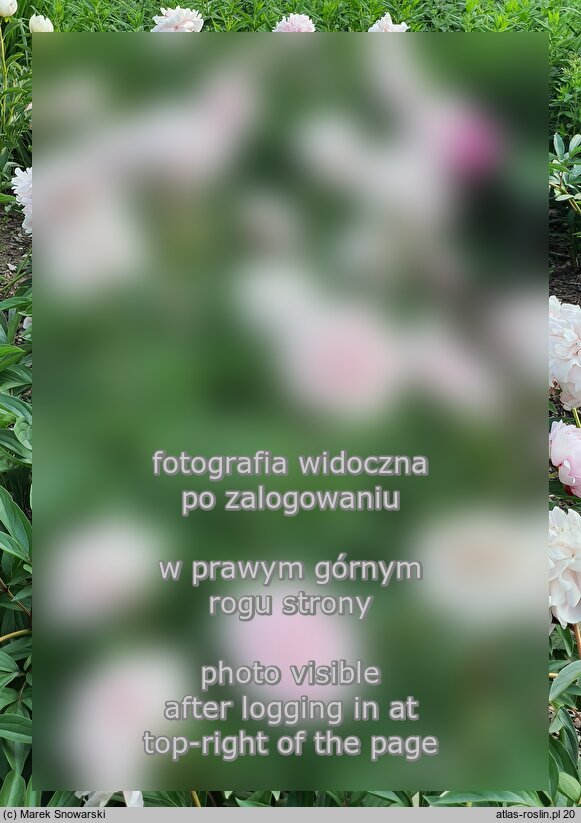 Paeonia lactiflora Germaine Bigot