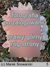 Paeonia lactiflora Minuet