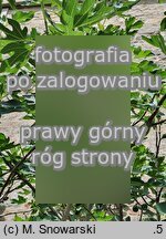 Ficus carica (figowiec właściwy)