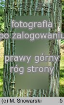 Acer laxiflorum (klon rozpierzchłokwiatowy)