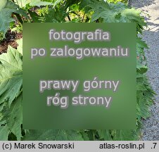 Rheum palmatum (rabarbar dłoniasty)