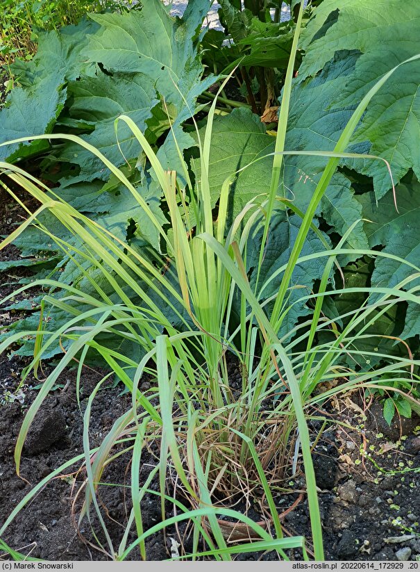 Cymbopogon citratus (trawa cytrynowa)