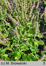 Ocimum tenuiflorum (bazylia tajska)